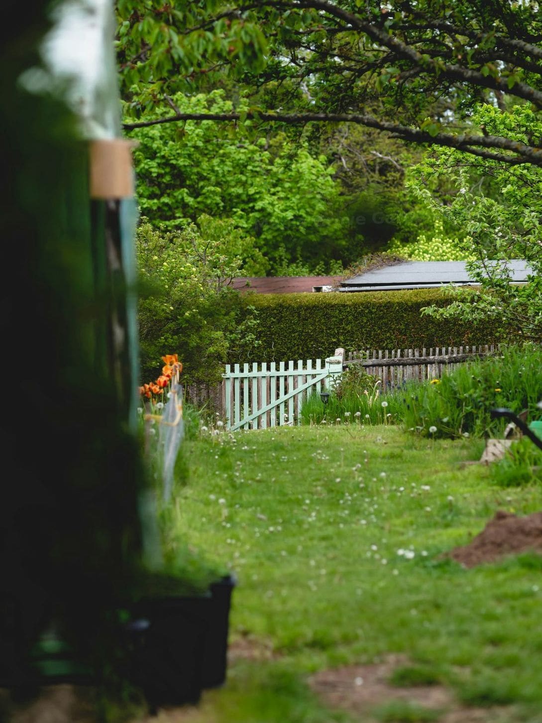 Maple Grove Garden Care 1