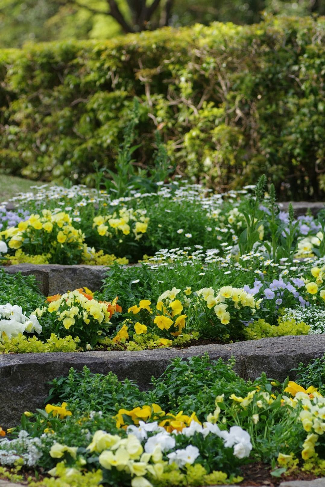 Maple Grove Garden Care 13