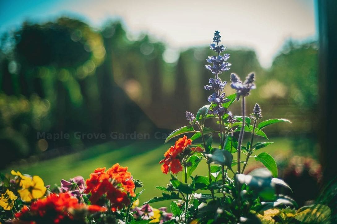 Maple Grove Garden Care 14
