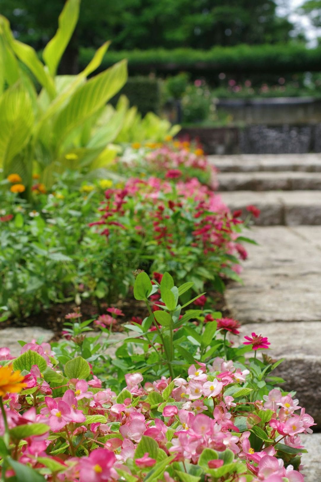 Maple Grove Garden Care 8